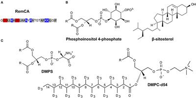 Nanodomain Clustering of the Plant Protein Remorin by Solid-State NMR